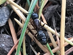 Camponotus modoc
