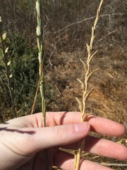 Thinopyrum obtusiflorum