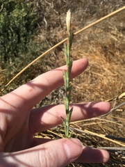 Thinopyrum obtusiflorum