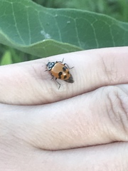 Hippodamia glacialis