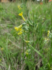 Lithospermum strictum