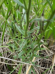 Lithospermum strictum