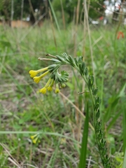 Lithospermum strictum