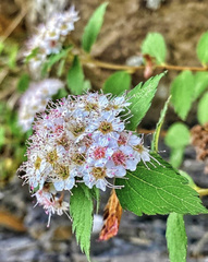 Spiraea hayatana