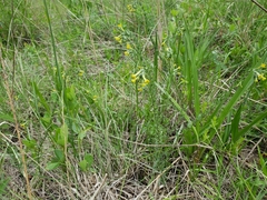 Lithospermum strictum