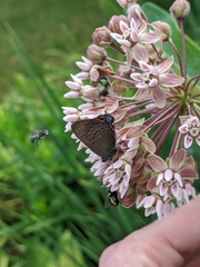 Satyrium calanus