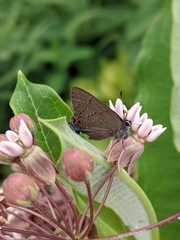 Satyrium calanus
