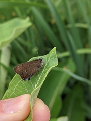 Satyrium calanus