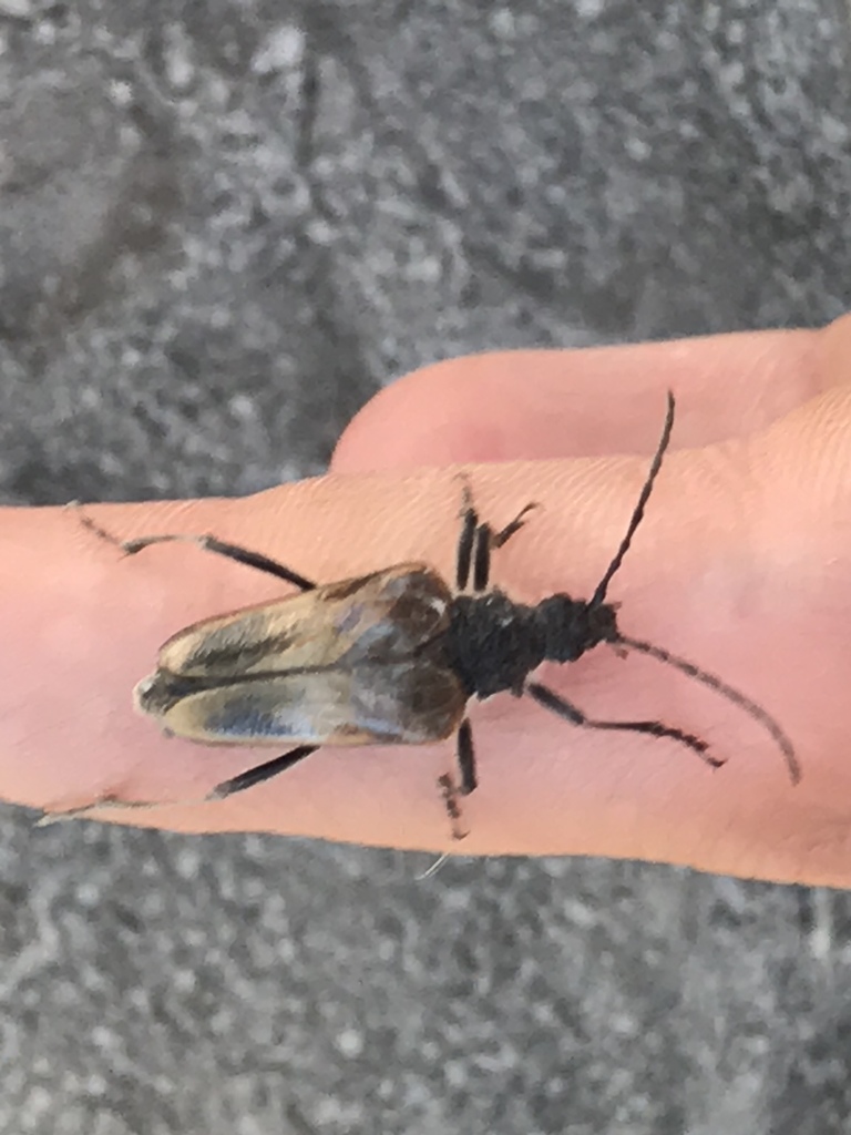Pachyta lamed liturata