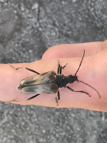 Pachyta lamed liturata