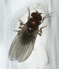 Drosophila