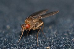 Drosophila