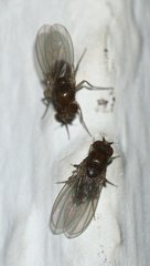 Drosophila
