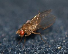 Drosophila