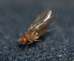 Drosophila