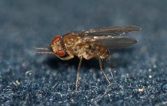 Drosophila