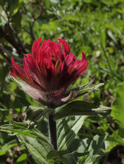 Castilleja parviflora oreopola