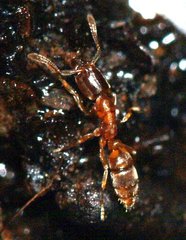Hypoponera