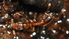 Hypoponera