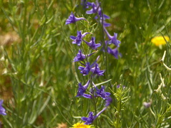 Delphinium halteratum