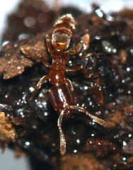 Hypoponera