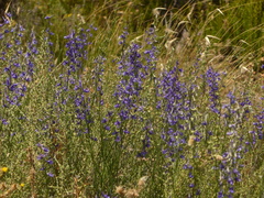 Delphinium halteratum