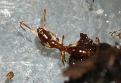 Hypoponera