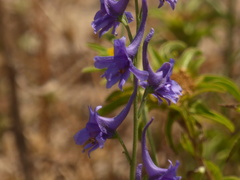 Delphinium halteratum