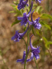 Delphinium halteratum