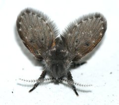 Psychodinae