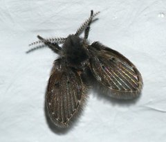 Psychodinae
