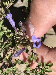 Penstemon caespitosus