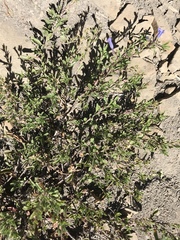 Penstemon caespitosus