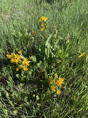 Wyethia amplexicaulis