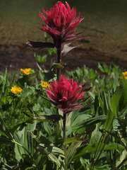 Castilleja parviflora oreopola