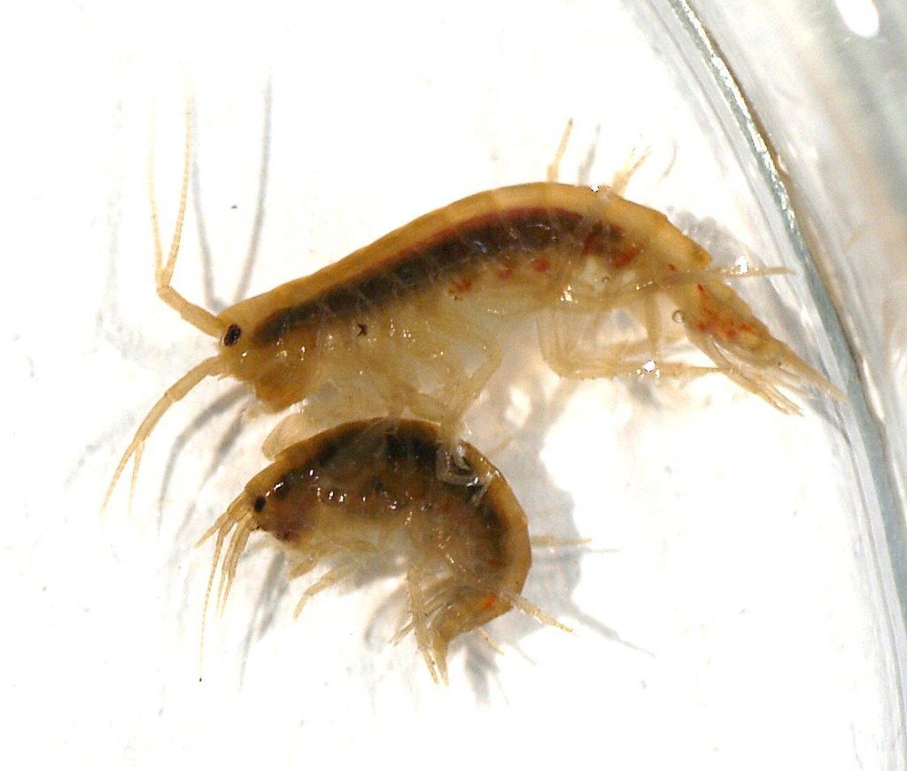 mountain riverine amphipod