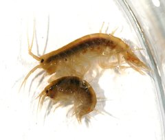 Gammarus fossarum