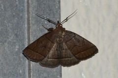 Zanclognatha obscuripennis