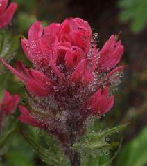Castilleja parviflora oreopola