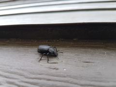 Iphthiminus serratus