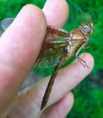 Neurocordulia xanthosoma