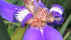 Trimezia coerulea