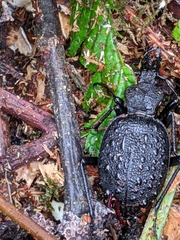 Cychrus tuberculatus