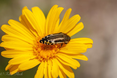 Acmaeodera scalaris
