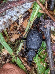 Cychrus tuberculatus