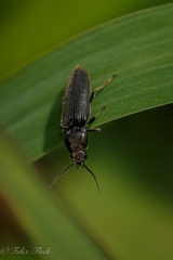 Elateridae