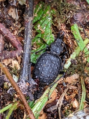 Cychrus tuberculatus