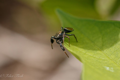 Sassacus barbipes