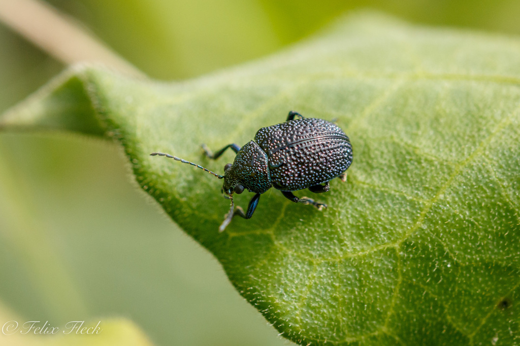 Freudeita melancholica
