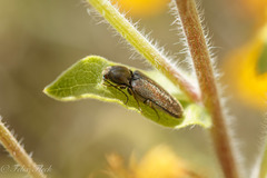 Elateridae